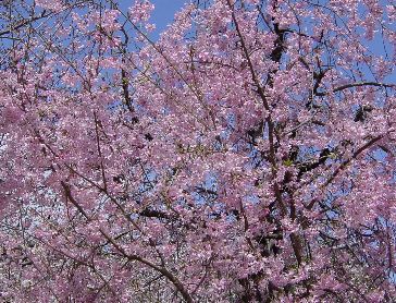 しだれ桜