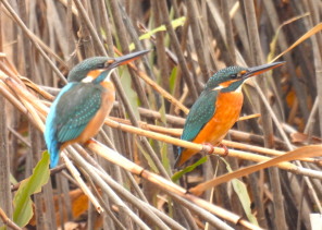 カワセミ：多々良沼にて