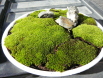 苔のミニ盆栽