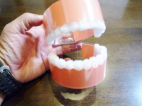 歯の模型が完成