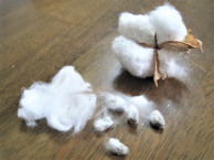 綿と種