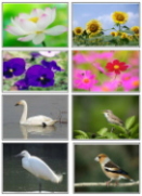 花と鳥