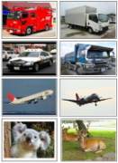 車と飛行機と動物