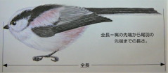 野鳥の全長の測り方