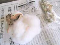 綿花と種