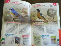 野鳥図鑑