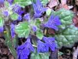 野草探険 春の野草