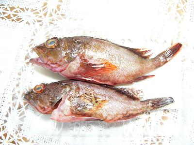 我が闘争……