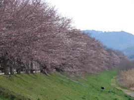 yodo-gyokoubashi14s.jpg^͐iwnj̍