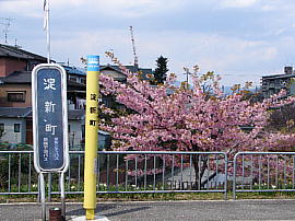 yodoshinmachi-sakura00s.jpg/VoX