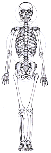 全身の描き方その一