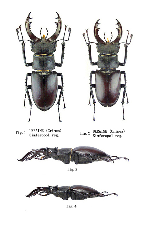 i>Lucanus cervus tauricus</i> Motschulsky, 1845