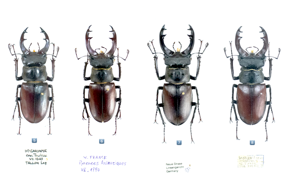 Ｌucanus cervus  judaicus 雄74㍉野外品 small.jpg